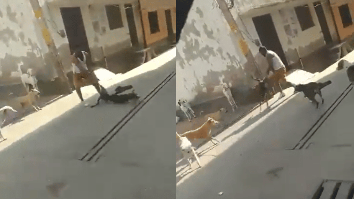 video-shows-man-repeatedly-beating-stray-dog-in-baghpat-outraged-internet-demands-arrest